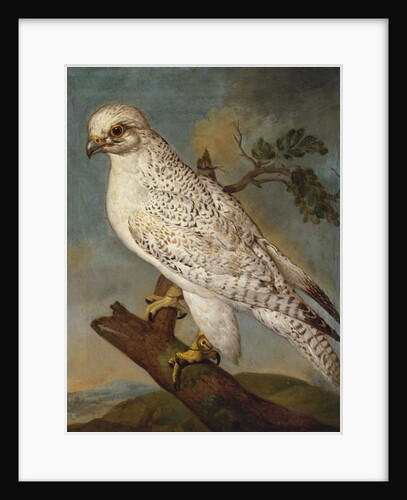 A Falcon on a Branch, 1736 by Ferdinand Phillip de Hamilton