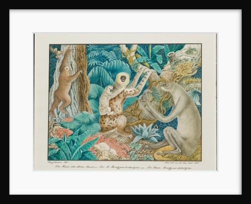 Sloths, 1881 by Aloys Zotl