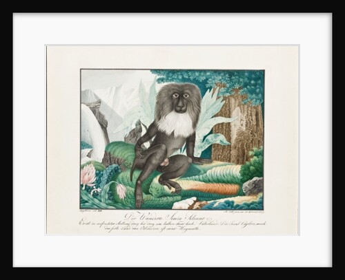 A Macaque, 1837 by Aloys Zotl