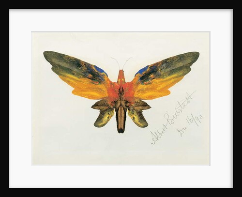 Butterfly, 1890 by Albert Bierstadt