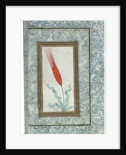 Page from the Turkish Tulip album, Istanbul, 1725 by Turkish School