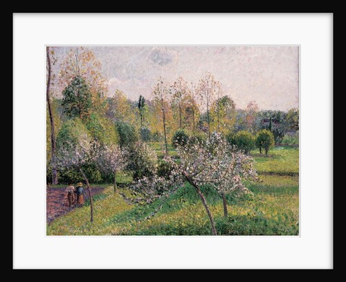 Apple Trees in Blossom, Eragny, 1895 by Camille Pissarro