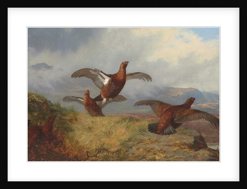 Grouse in flight, 1888 by Archibald Thorburn
