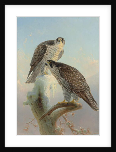 Norwegian gyrfalcon, 1866 by Joseph Wolf