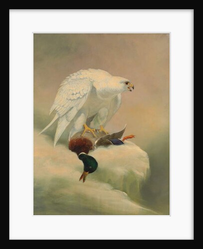 Gyrfalcon and mallard by Joseph Wolf