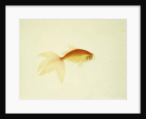 Goldfish by Anonymous