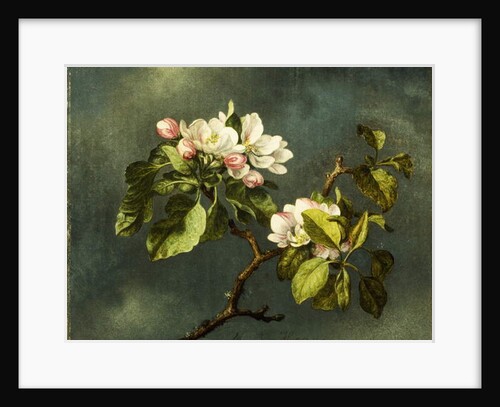 Apple Blossoms by Martin Johnson Heade