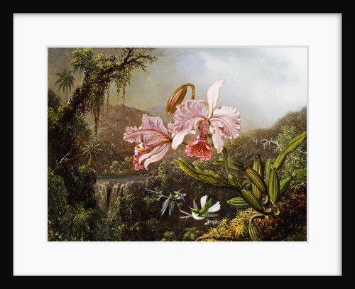 Orchids and Hummingbirds in a Brazilian Jungle, c. 1871-72 by Martin Johnson Heade
