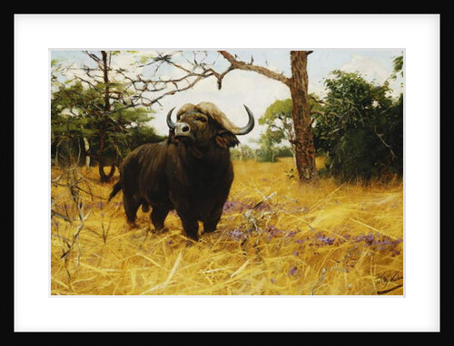 A Kaffir Buffalo in Prairie Grass by Wilhelm Kuhnert