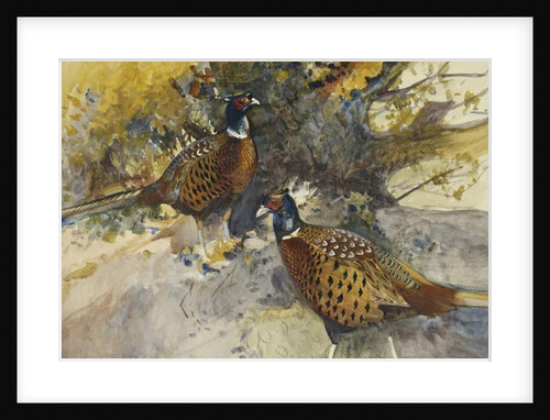 Cock Pheasants under a Beech Tree by Frank Southgate
