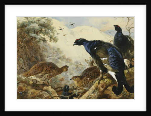 Blackgame, 1928 by Archibald Thorburn