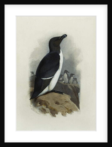 A Razorbill by Archibald Thorburn