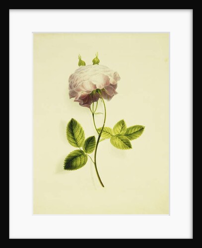 A Pink Rose by James Holland