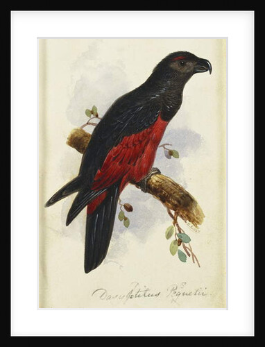 Pesquet's Dasyptilus by Edward Lear