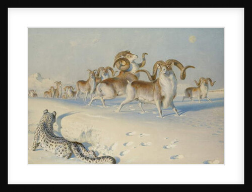 A Snow Leopard Stalking Ovis Poli by Joseph Wolf