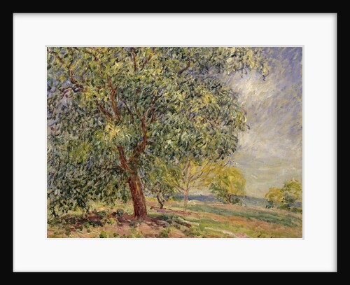 Walnut Tree at Sablons in Spring; Noyers aux Sablons, Primptemps, 1885 by Alfred Sisley