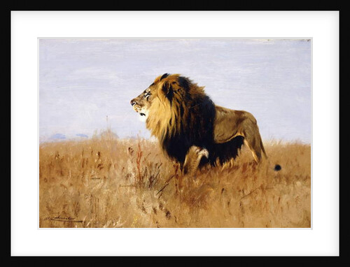 Lion Watching for Prey by Wilhelm Kuhnert