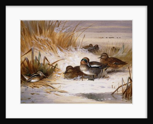 Mallard Widgeon and Snipe at the Edge of a Pool in Winter, 1898 by Archibald Thorburn