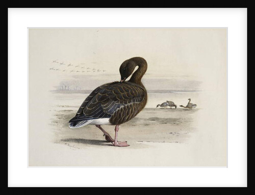 A Pink-Footed Goose by Archibald Thorburn