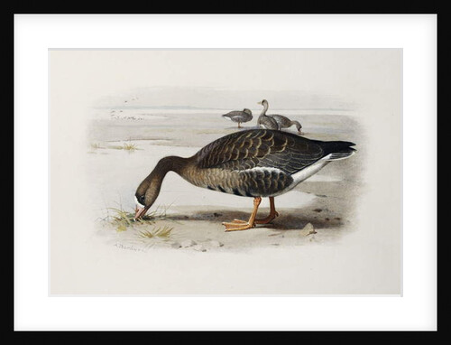 A White-Fronted Goose by Archibald Thorburn