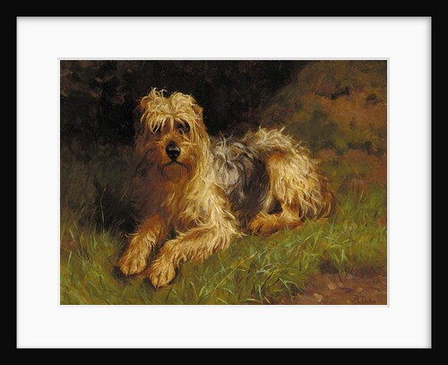 Soft Coated Wheaten Terrier by Alfred Duke