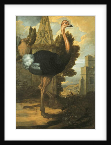 An Ostrich by Francis Barlow