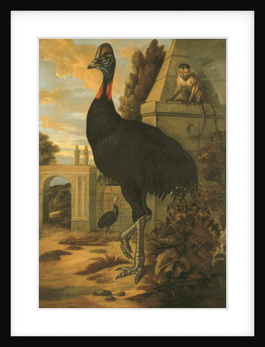 A Cassowary by Francis Barlow