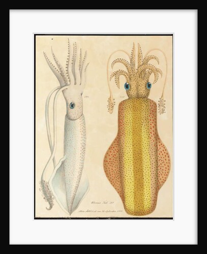 Two studies of cuttlefish, 1881 by Aloys Zotl