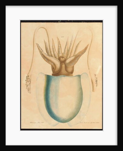 A Cuttlefish Study, 1881 by Aloys Zotl