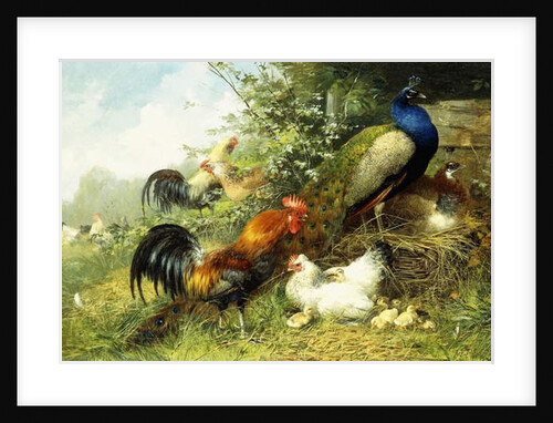 Fowl and Peacocks, 1899 by Arthur Fitzwilliam Tait