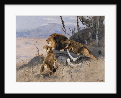 Lion and Lioness; Lowe und Lowin by Wilhelm Kuhnert