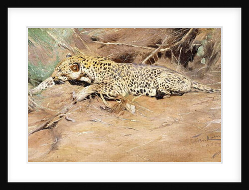 A Leopard by Wilhelm Kuhnert