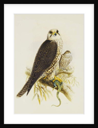 Saker Falcon by Joseph Wolf