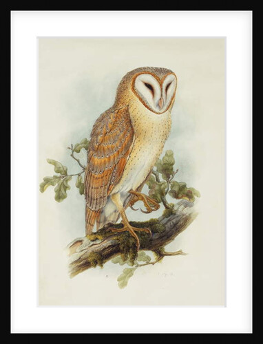Barn Owl by Henry Constantine Richter