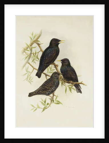Common Starling by Henry Constantine Richter
