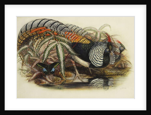 Lady Amherst's Pheasant by Henry Constantine Richter