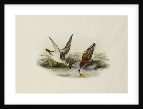 Spoonbill Sandpiper by Henry Constantine Richter