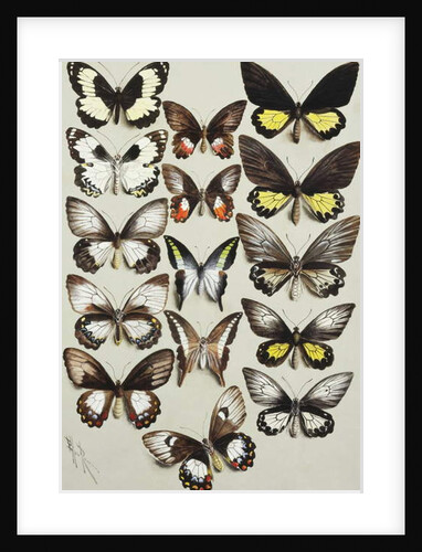 Fifteen Swallowtail butterflies in three columns by Marian Ellis Rowan