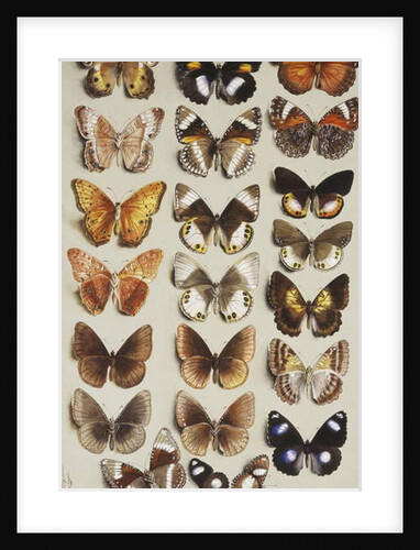 Twenty-two butterflies in three columns, all belonging to the family Nymphalidae by Marian Ellis Rowan