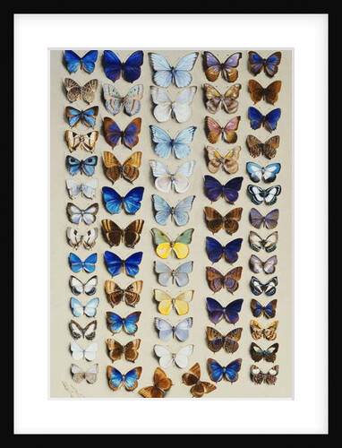A packed plate of sixty-two butterflies by Marian Ellis Rowan