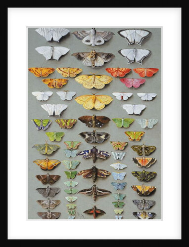 Sixty-three Moths, arranged inthree or five irregular columns by Marian Ellis Rowan