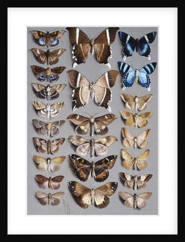 Twenty-four moths, in three columns, mostly belonging to the family Noctuidae by Marian Ellis Rowan