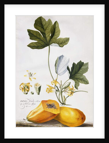 Papaya, by Georg Dionysius Ehret