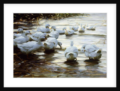 Ducks in Shallow Water Reed by Alexander Koester