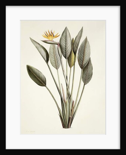 Bird of Paradise; Strelitzia Reginae by Pierre Joseph Redouté