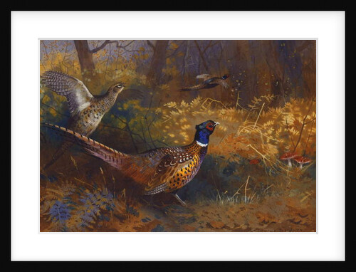 A Cock and Hen Pheasant at the Edge of a Wood, 1897 by Archibald Thorburn