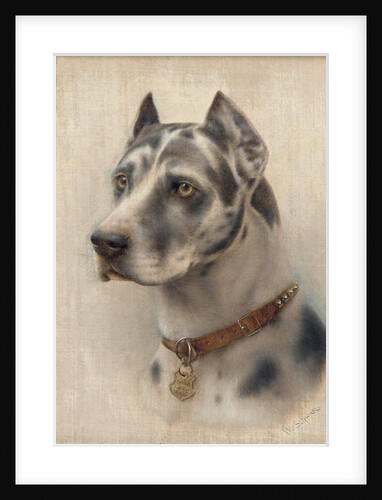 The Head of a Doberman by Wilhelm Schwar