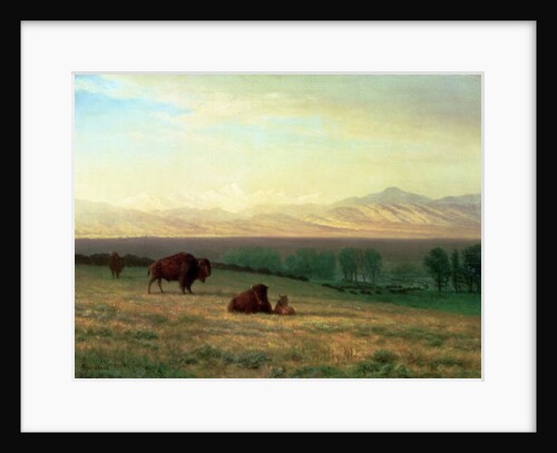 Buffalo on the Plains, c.1890 by Albert Bierstadt
