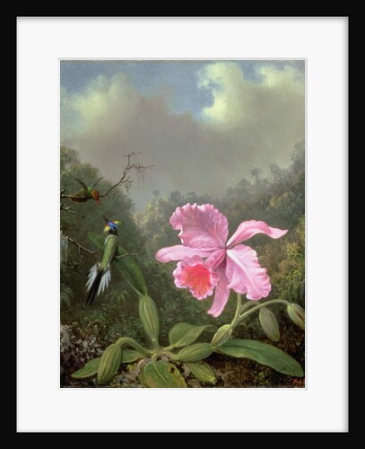 Still Life with an Orchid and a Pair of Hummingbirds, c.1890s by Martin Johnson Heade