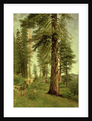 California Redwoods by Albert Bierstadt